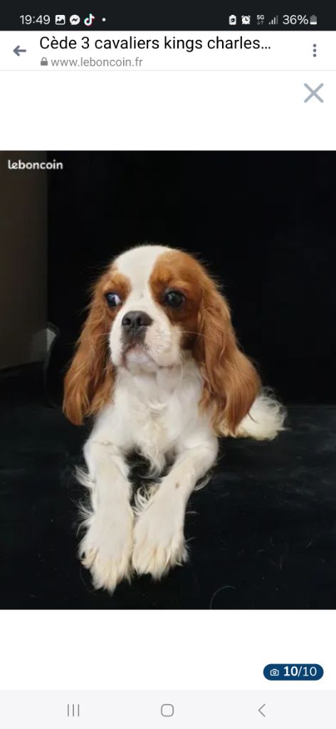 Les Cavalier King Charles Spaniel de l'affixe Du domaine di l'Angeli