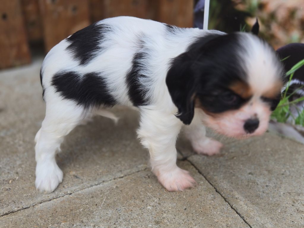 Du domaine di l'Angeli - Chiot disponible  - Cavalier King Charles Spaniel