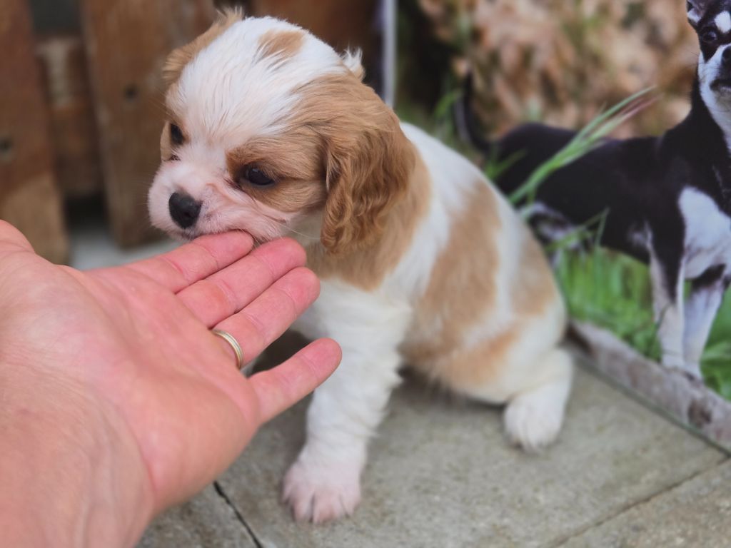 Du domaine di l'Angeli - Chiot disponible  - Cavalier King Charles Spaniel