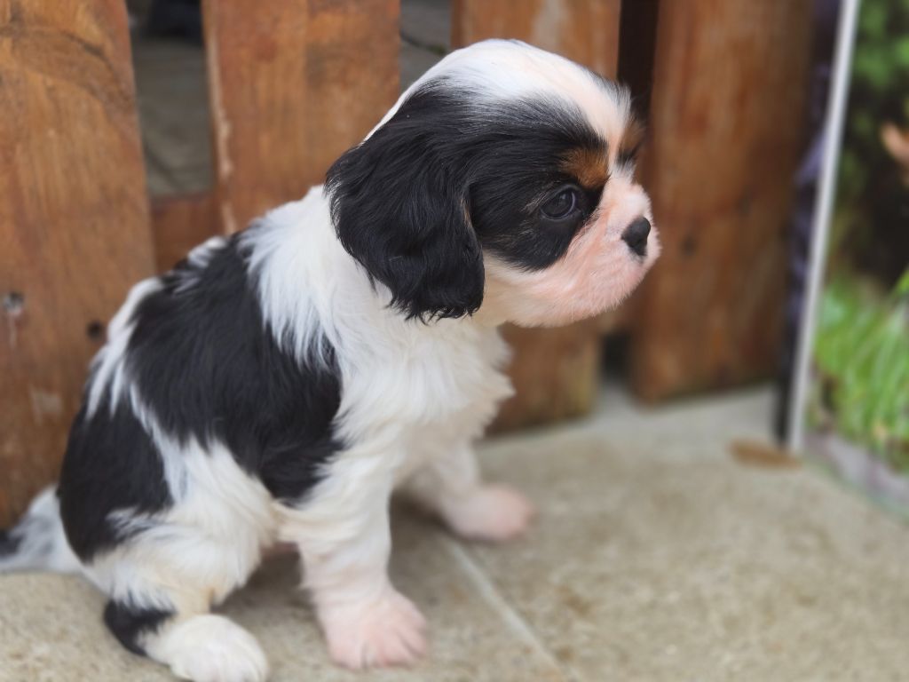 Du domaine di l'Angeli - Chiot disponible  - Cavalier King Charles Spaniel