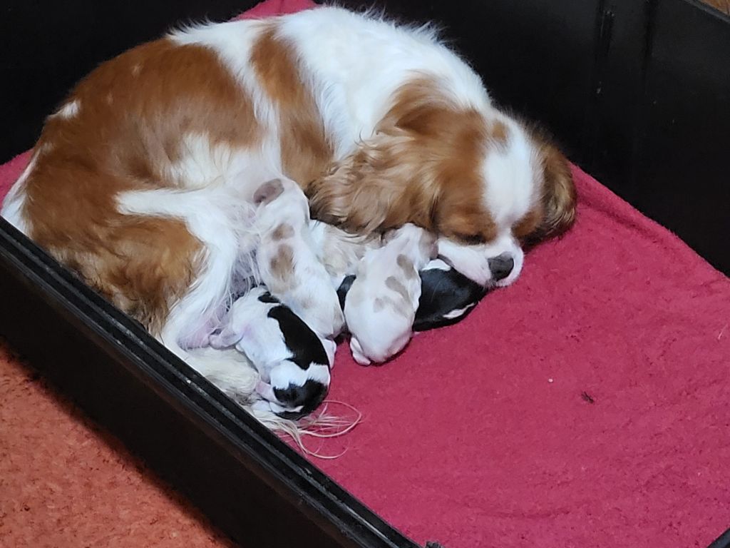 chiot Cavalier King Charles Spaniel Du domaine di l'Angeli