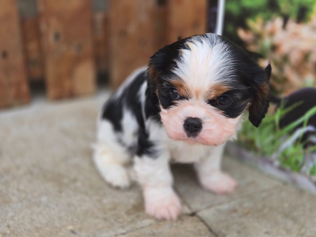 Du domaine di l'Angeli - Chiot disponible  - Cavalier King Charles Spaniel