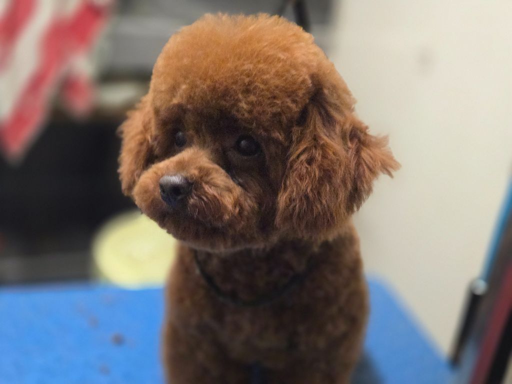 Angelo (Sans Affixe)