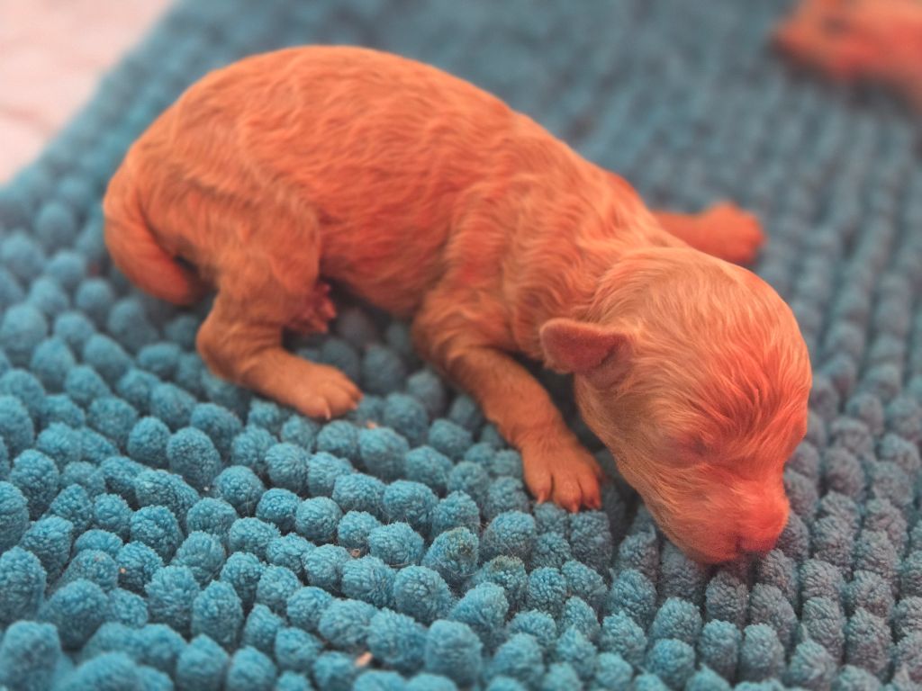 Du domaine di l'Angeli - Chiots disponibles - Caniche