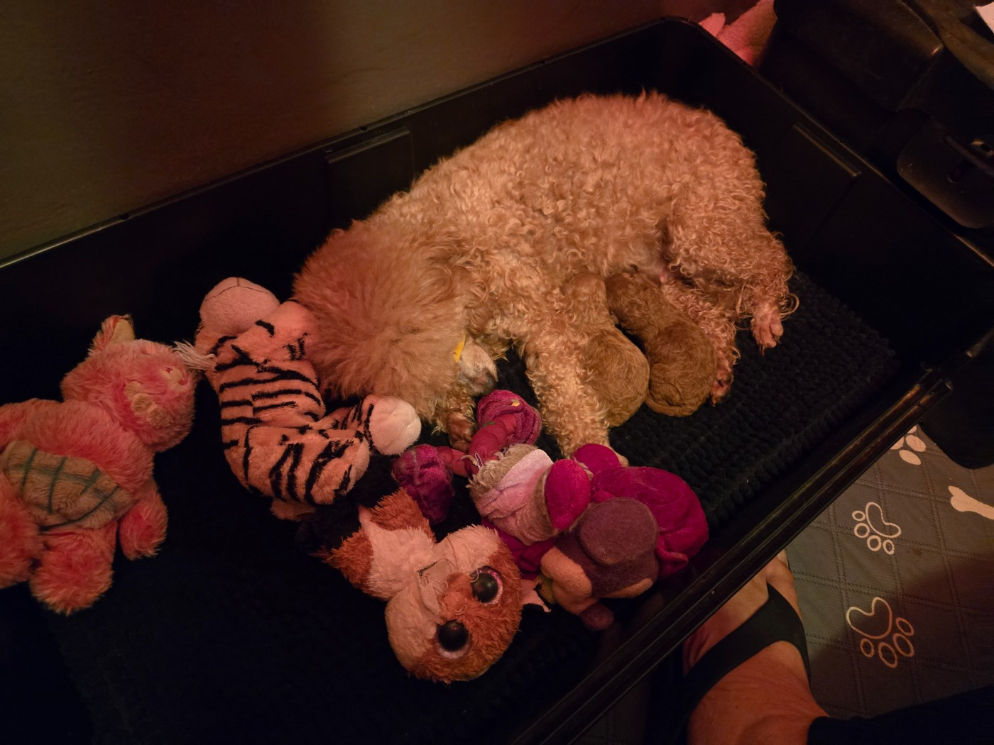 Du domaine di l'Angeli - Caniche - Portée née le 20/11/2025