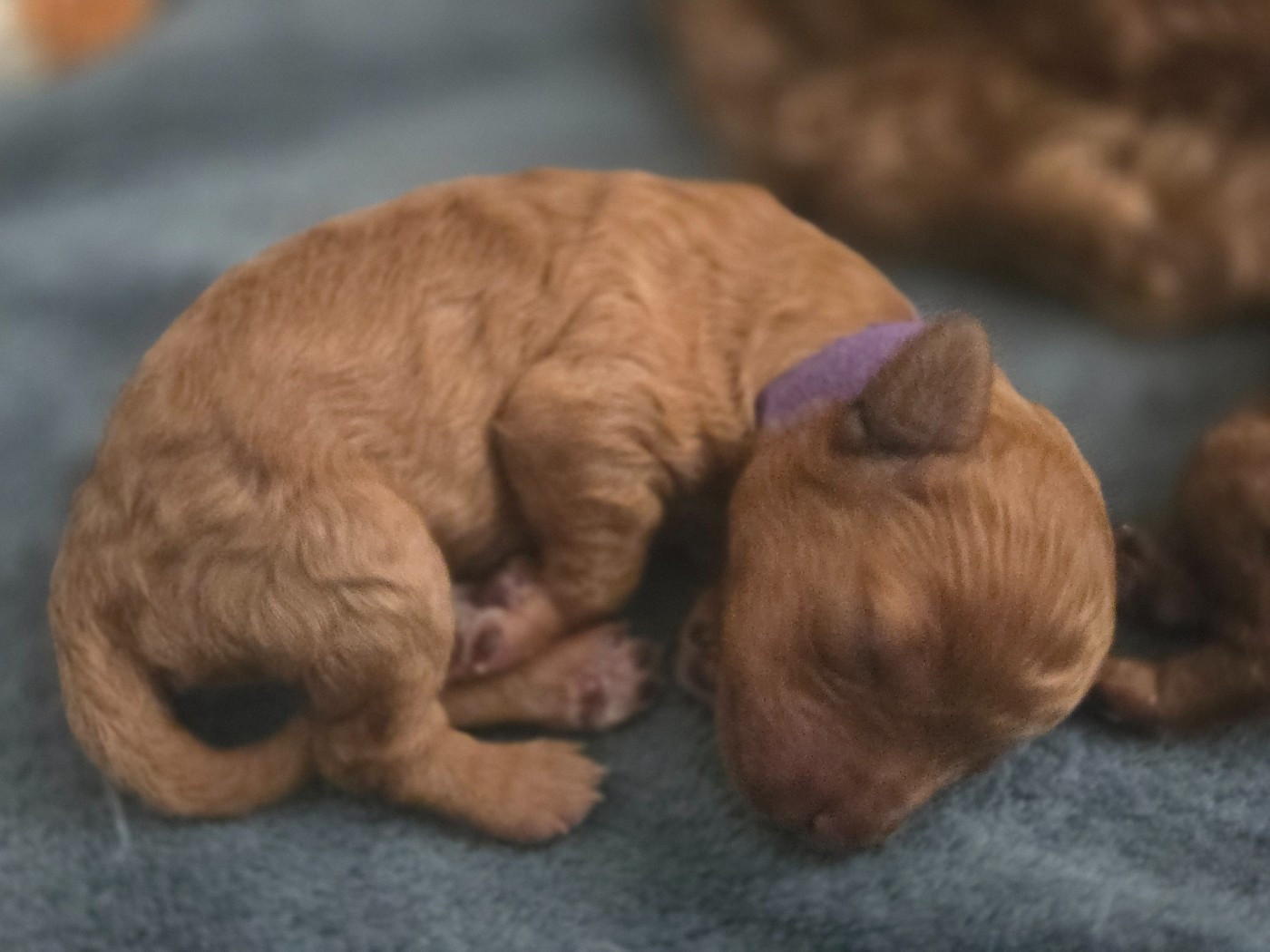 Du domaine di l'Angeli - Chiots disponibles - Caniche