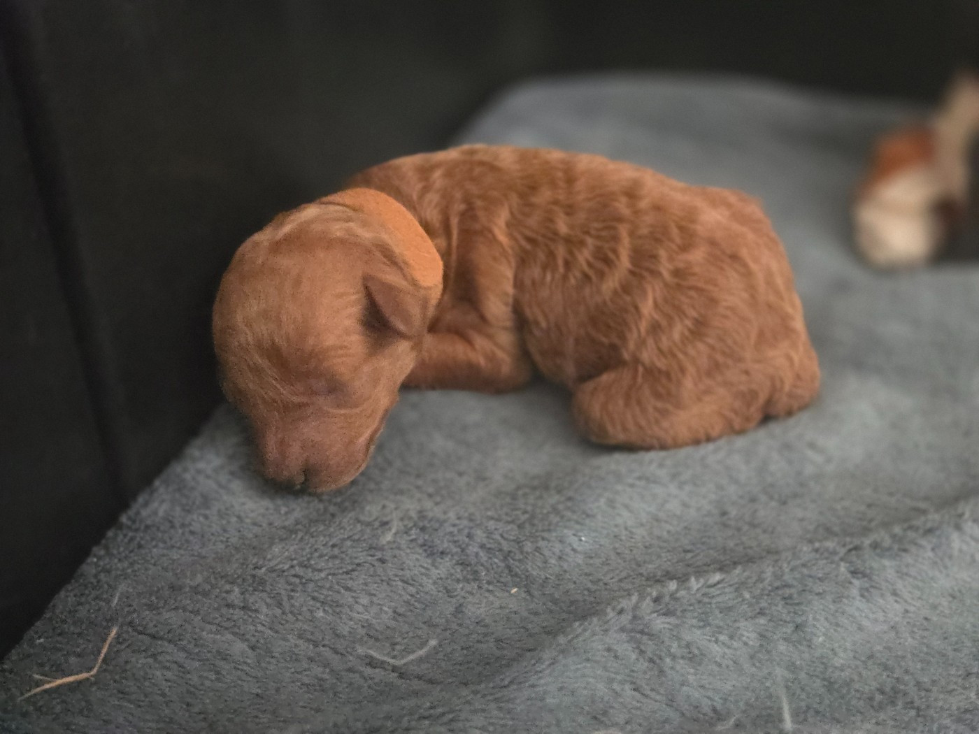 Du domaine di l'Angeli - Chiots disponibles - Caniche