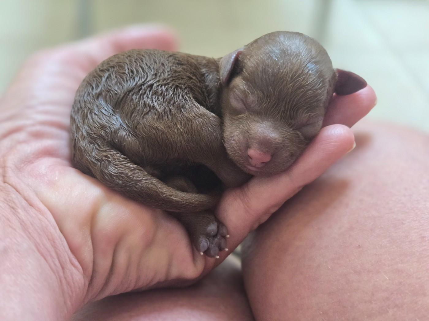 Du domaine di l'Angeli - Chiots disponibles - Caniche