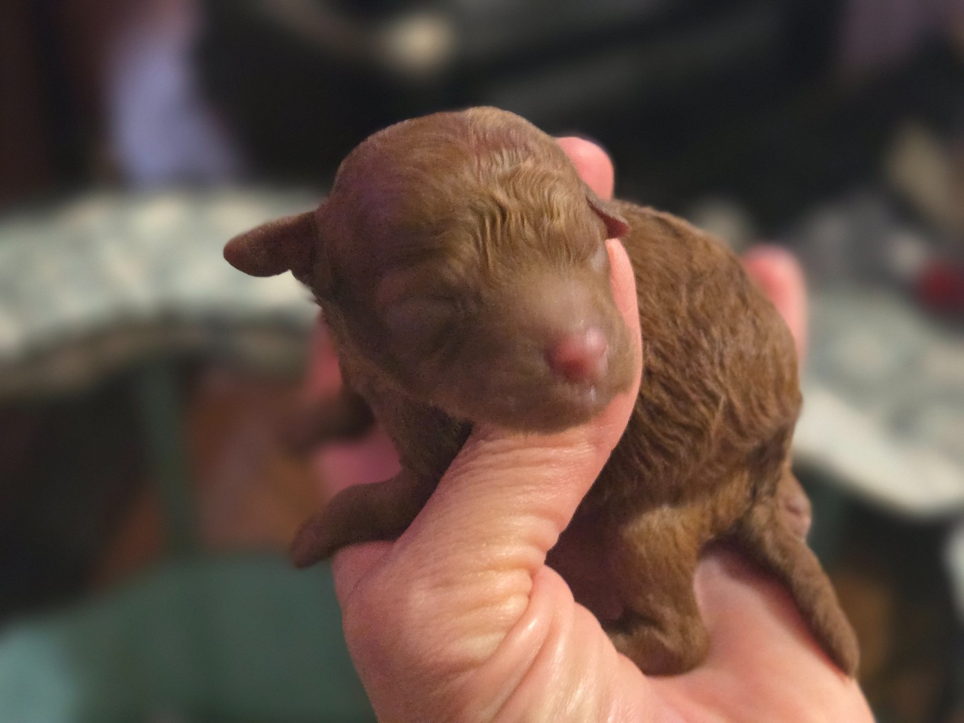 Du domaine di l'Angeli - Chiots disponibles - Caniche