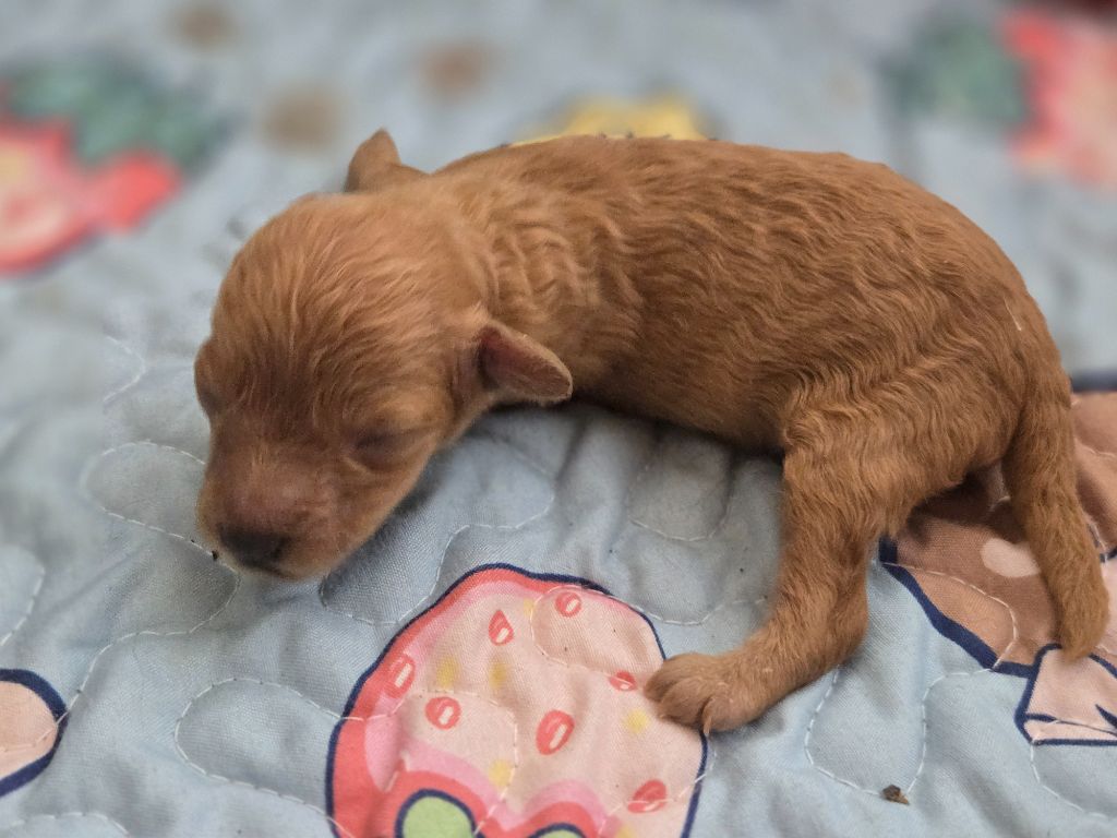 Du domaine di l'Angeli - Chiots disponibles - Caniche