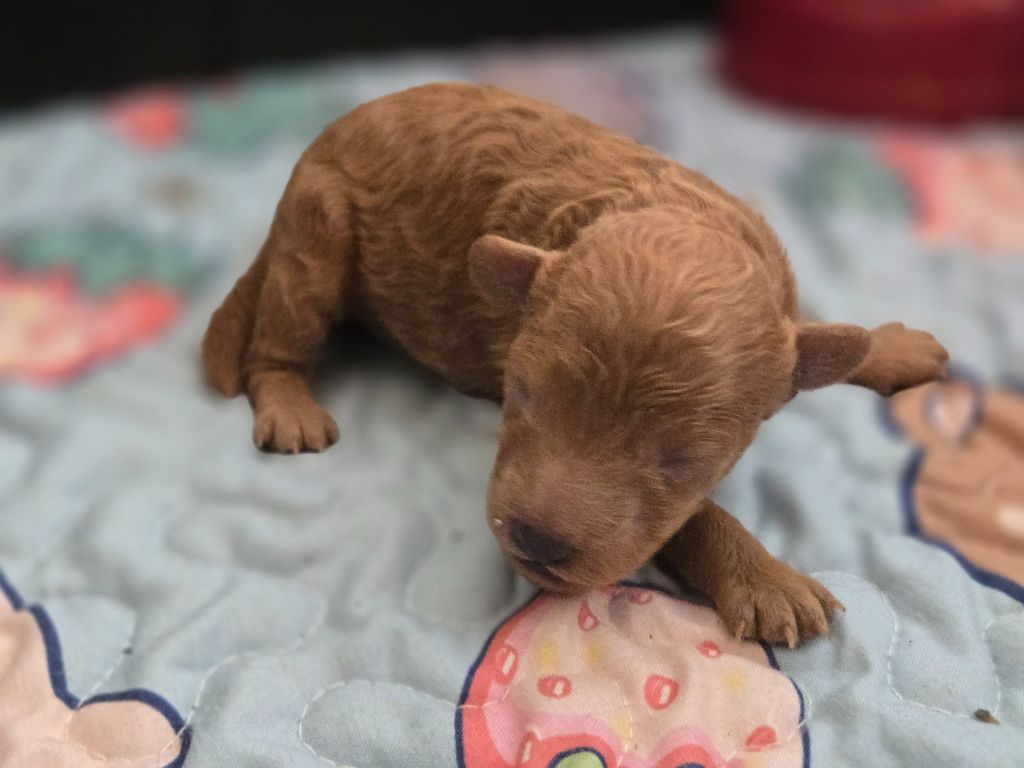 Du domaine di l'Angeli - Chiots disponibles - Caniche