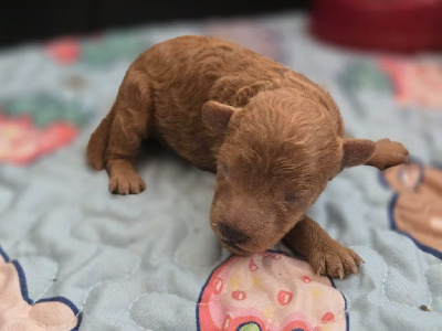 CHIOT 4