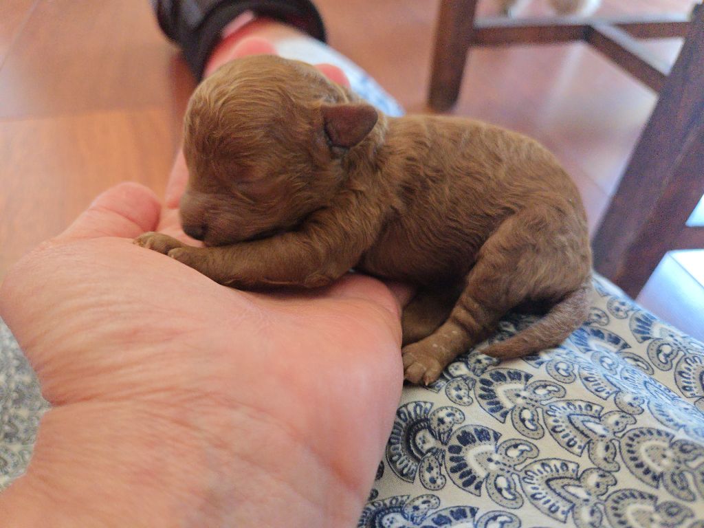 Du domaine di l'Angeli - Chiots disponibles - Caniche