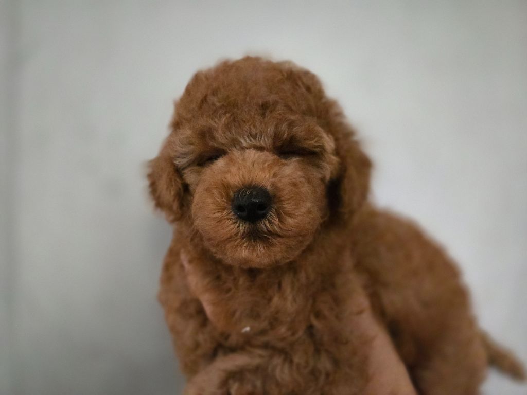 Du domaine di l'Angeli - Caniche - Portée née le 07/08/2025