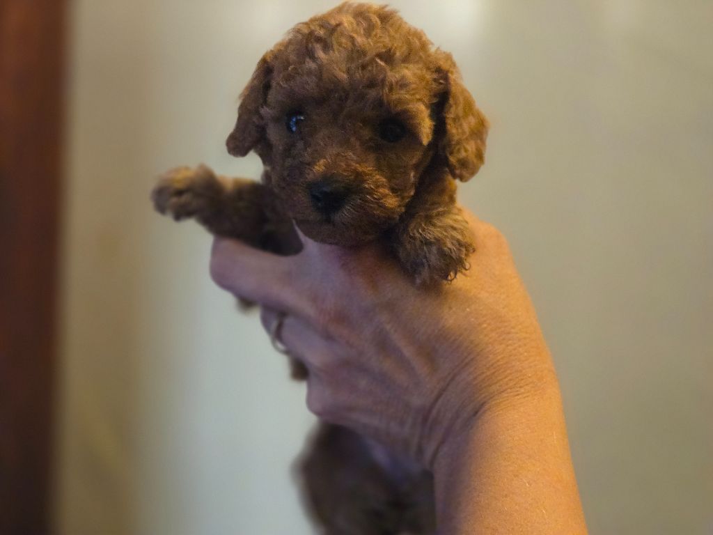 Du domaine di l'Angeli - Chiots disponibles - Caniche