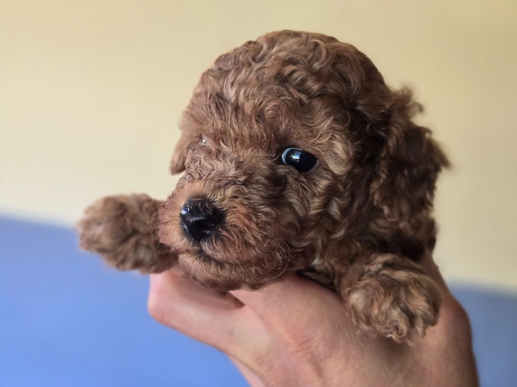 Du domaine di l'Angeli - Chiots disponibles - Caniche